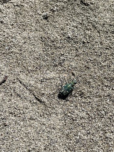 Western Tiger Beetle