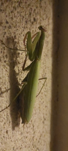European Mantis