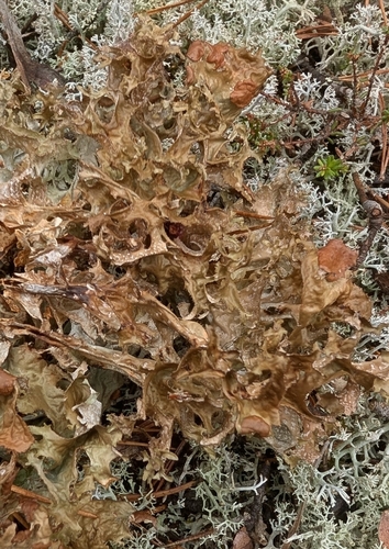 Iceland Lichen