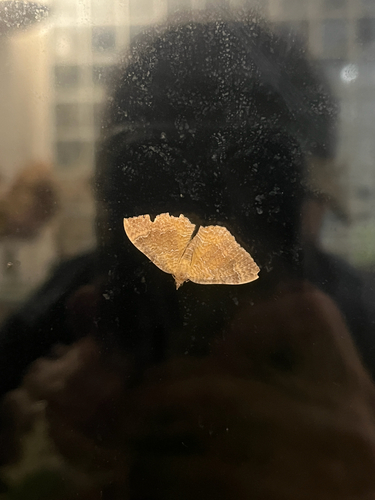 Yellow Shell Moth