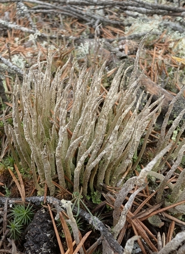 Bighorn Lichen