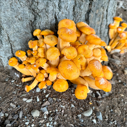 Eastern American jack-o'-lantern