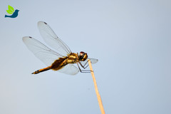 Tramea darwini