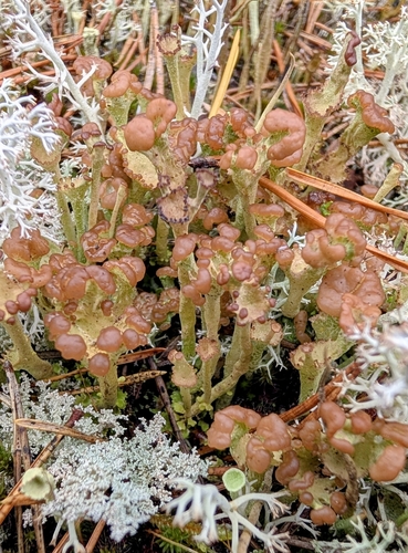 Smooth Horn Lichen