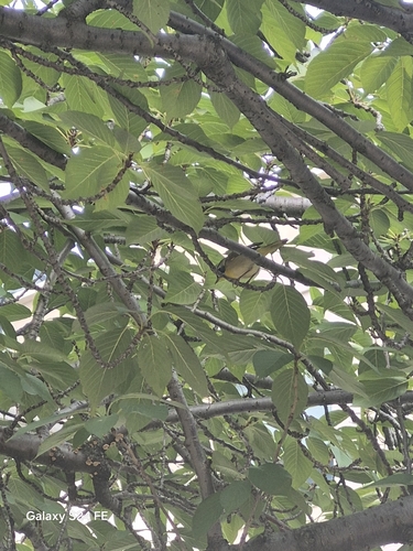 Common Yellowthroat