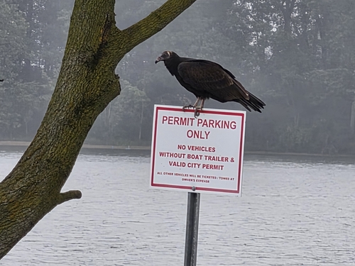 Turkey Vulture