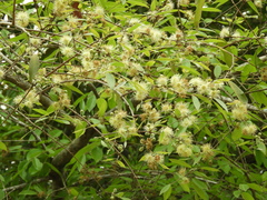 Eugenia myrcianthes