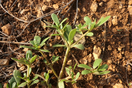 Common Purslane