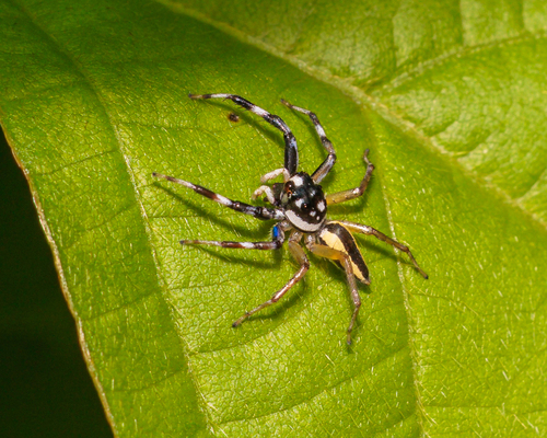 Multi-Coloured Phintella
