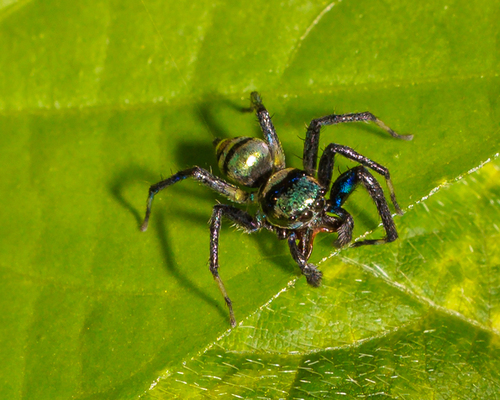 Banded Phintella