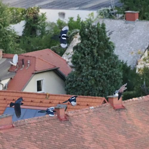 Eurasian Magpie