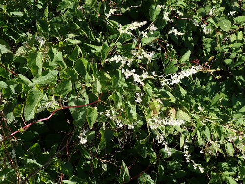 Fallopia baldschuanica, photograph 5