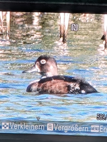 Ring-necked Duck