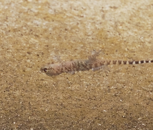 Mediterranean House Gecko