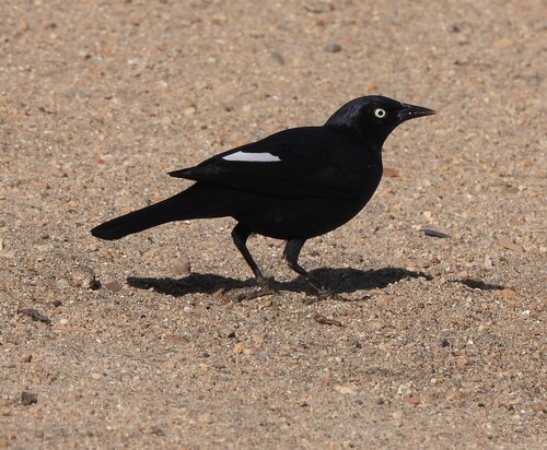 Brewer's Blackbird