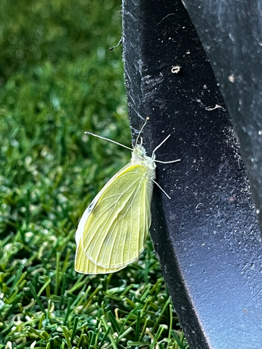Small White