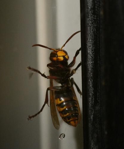 European Hornet