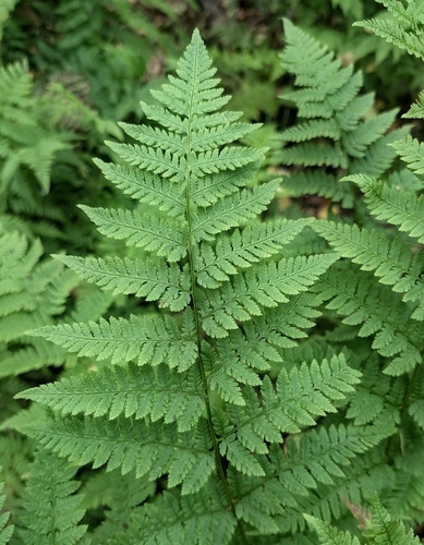 spinulose wood fern