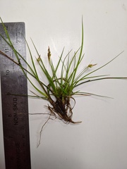 Carex tonsa rugosperma