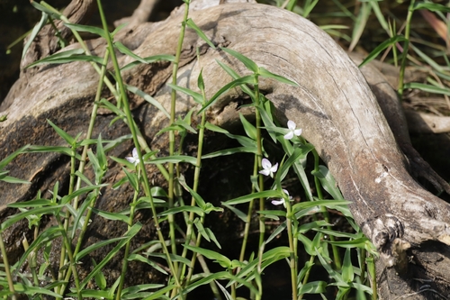 marsh dewflower