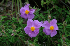 Cistus creticus creticus