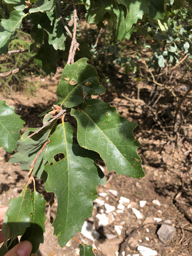 Portuguese oak