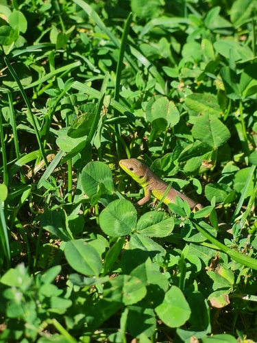 Western Green Lizard