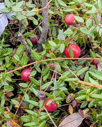 bog cranberry