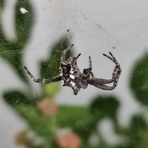 Tropical Tent-web Spider