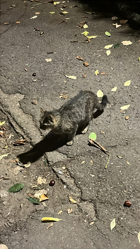 Domestic Cat