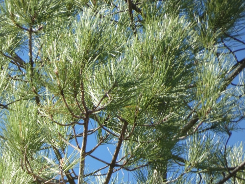 maritime pine