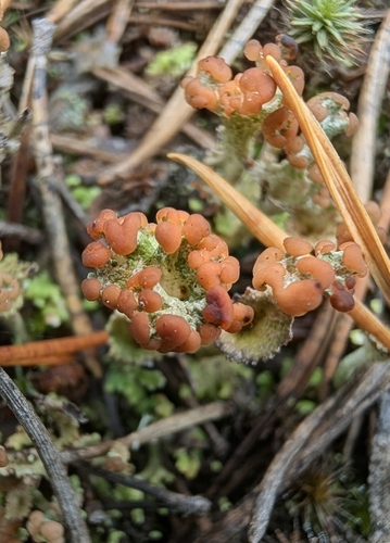 Bronzed Pixie Lichen