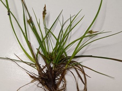 Carex tonsa rugosperma