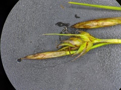 Carex tonsa rugosperma