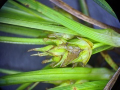 Carex tonsa rugosperma