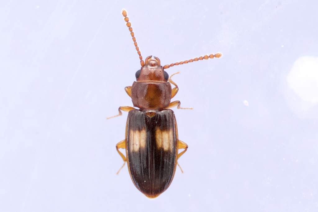 Square-spotted Flat Bark Beetle