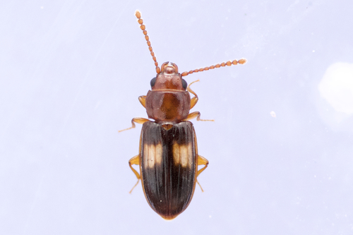 Laemophloeus fasciatus Melsheimer, 1844
