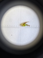 Carex tonsa rugosperma