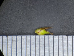 Carex tonsa rugosperma