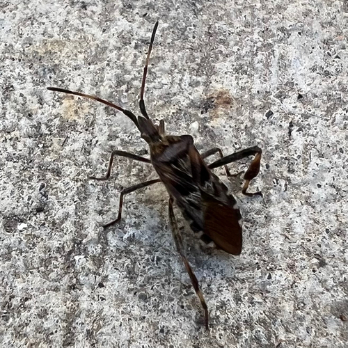 Western Conifer Seed Bug