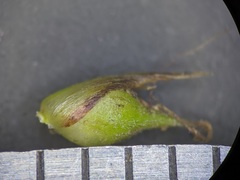 Carex tonsa rugosperma