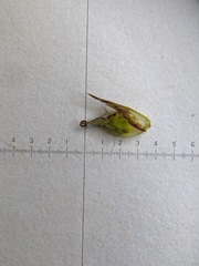 Carex tonsa rugosperma