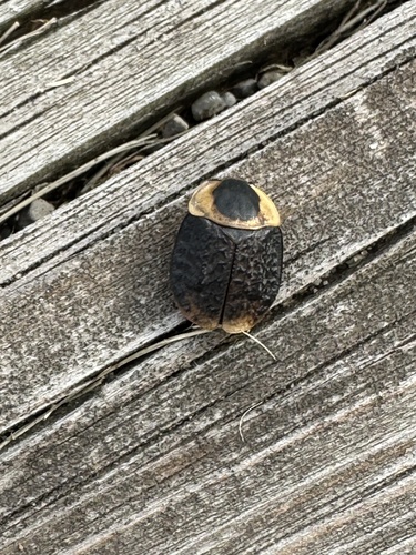 American Carrion Beetle