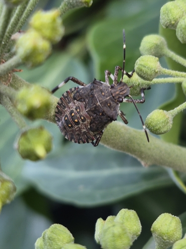 Brown Marmorated Stink Bug