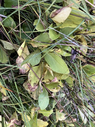 Bogbean