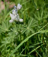 Lupinus pilosus