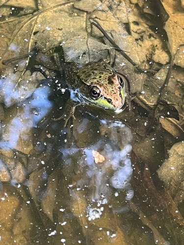 Green Frog