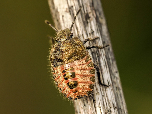 Sloe Bug