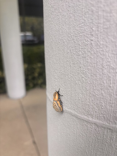 Hieroglyphic Moth
