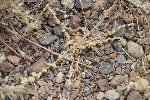 Kickxia elatine, photograph 4